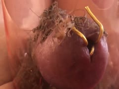 Masochist man putting ants in his dick